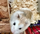 Noodle Smith the Hamster